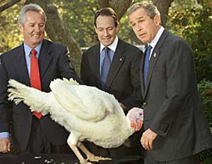Phone sex turkey and President Bush